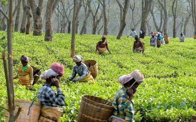 Assam hikes daily wages of tea garden workers by ₹27