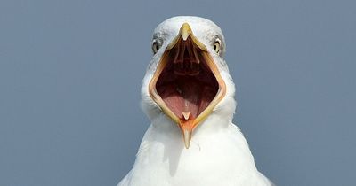 Calls to 'cull the gulls' as birds wreak havoc in Dublin