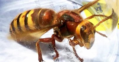 Killer Asian hornets invade Britain in record numbers as beekeepers fight back