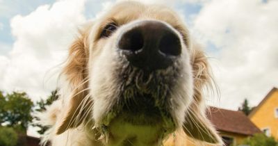 Vet issues stark warning to dog owners who have artificial grass in their garden