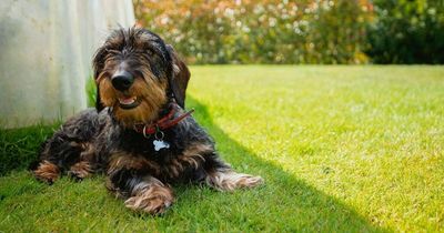 Subtle signs your dog is overheated and may even need medical attention in Ireland's heatwave