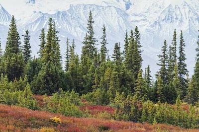 Climate change may push North America’s forests to a “tipping point”