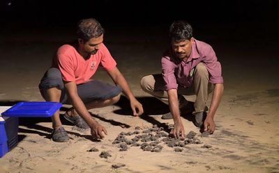Mining scares Oliver Ridley turtles away