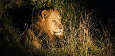 Trophy hunting: why a UK import ban threatens wildlife conservation