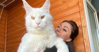 'World's biggest cat' stands as tall as young child – but is a 'gentle giant'