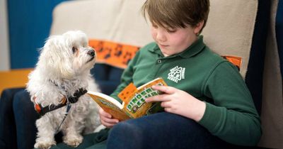 'Actually wonderful': Dude the Maltese-cross helps teach Oscar joy of reading