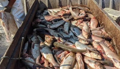 Illinois, feds must take steps to keep invasive carp out of Great Lakes