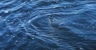 Mysterious bubbles in Lake Macquarie