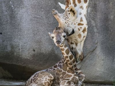 Zoo visitors unexpectedly witness the birth of a baby giraffe