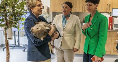 Plibersek confirms $3m for Port Stephens koala program