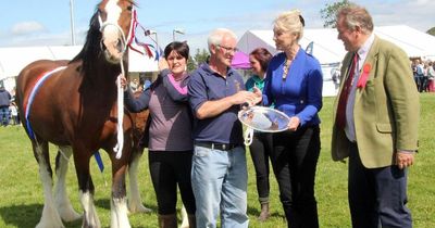 Clydesdale mare wins overall champion of champions title at Stewartry Show's return