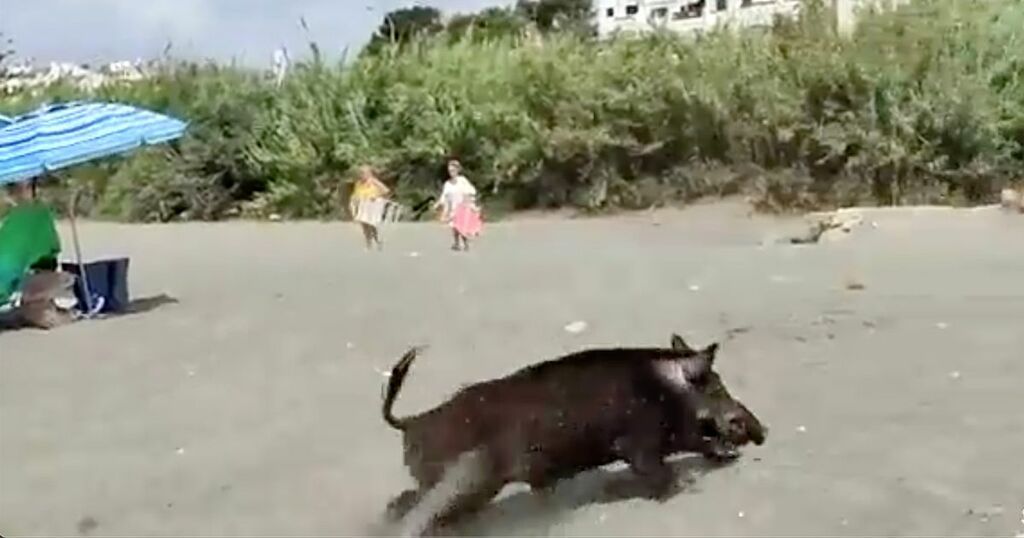 Huge wild boar races out of sea onto beach before…