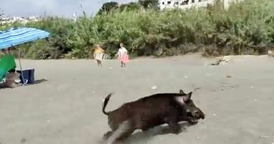 Huge wild boar races out of sea onto beach before chasing terrified tourists