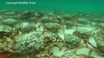 Hundreds of spider crabs gather in Cornwall