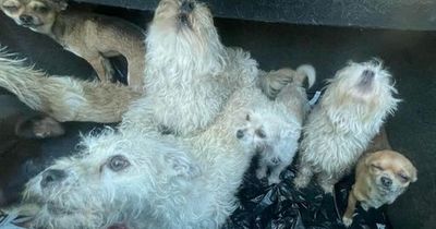 Ten distressed dogs locked in a small hot car for four hours in 25C