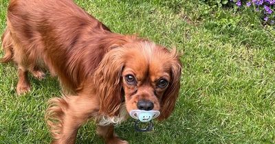 Mum left tearing hair out after toddler gets family dog hooked on dummies