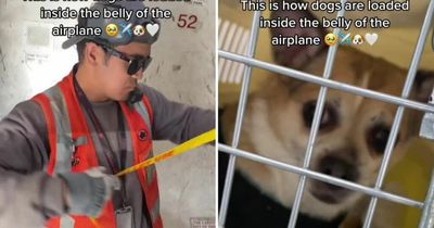Airport worker reveals how pets travel when they're placed in the cargo hold