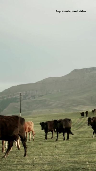 Gujarat woman paints dead cow to claim insurance