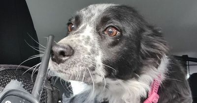 Stolen dog 'happy' to be rescued by police during routine vehicle stop