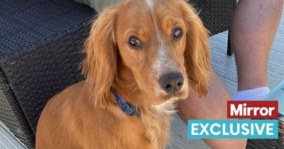 Dog bitten in the face by 15ft adder as heatwave sparks vet warning over snakes