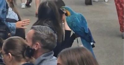 WATCH: Dublin parrot spotted out for pints in city centre
