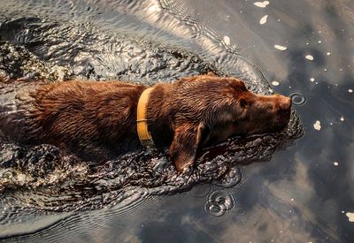 How to keep pets cool in the heat