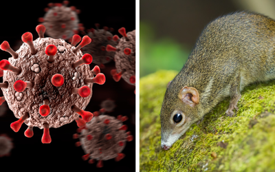 Novel Langya virus infects dozens in China … should we be worried?