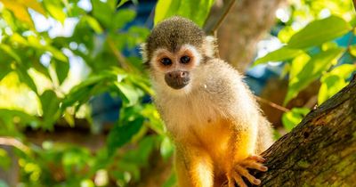 People urged not to attack primates after 10 poisoned over monkeypox virus fears