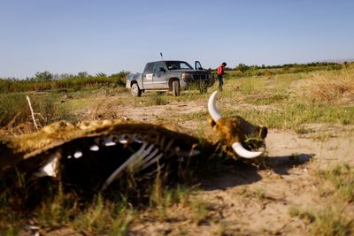 'We need rain': Mexican farmers ravaged by northern drought