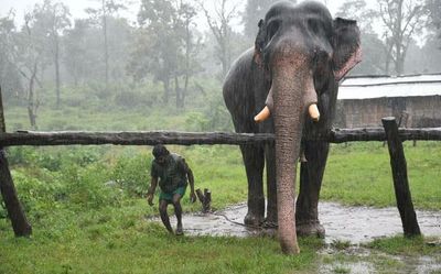 Meet the mahouts at Theppakadu camp in Mudumalai who have transformed the lives of their elephants