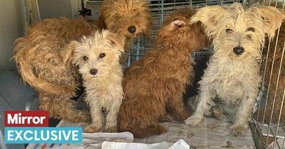 Woman left 'traumatised' after 12 dogs dumped in field in horrific condition