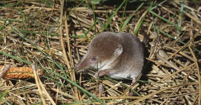 Langya virus symptoms and risks - what we know so far