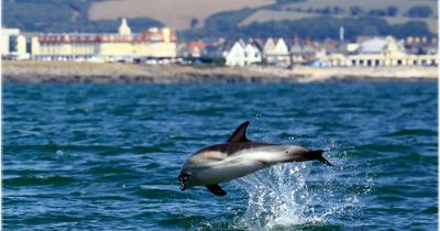 Dolphin pod creates spectacular displays off coast of Porthcawl