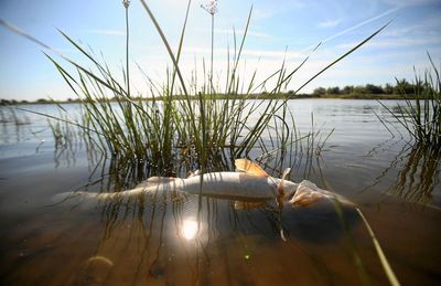 Dead fish in River Oder on Polish/German border spur contamination probe