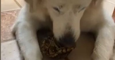 Dog keeps kidnapping tiny turtles and taking them home to 'make friends'