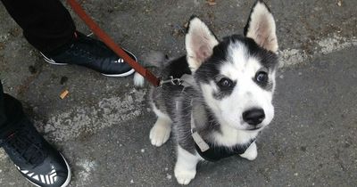 Influencer slammed for 'demanding' rescue centre gives her free puppy