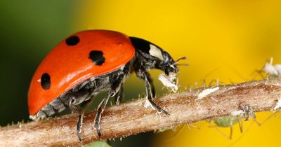 New survey uncovers wealth of ladybird species around the North East