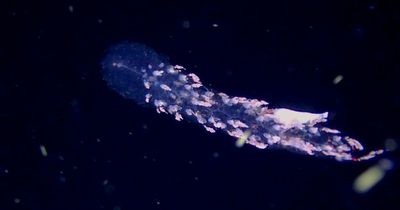 Ghostly sea creature which is almost totally transparent drags fish to their doom