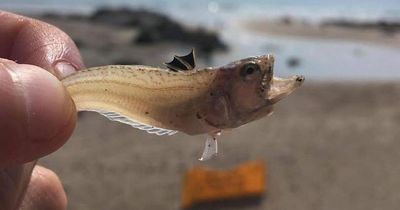 Urgent warning issued as 15 beachgoers left in excruciating pain by tiny poisonous fish