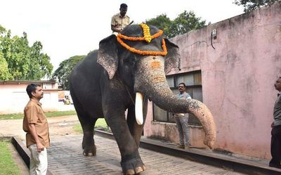 Dasara elephants weighed, tusker Arjuna heaviest of the lot