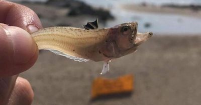 Urgent beach warning as 15 people left in agony after being stung by tiny fish