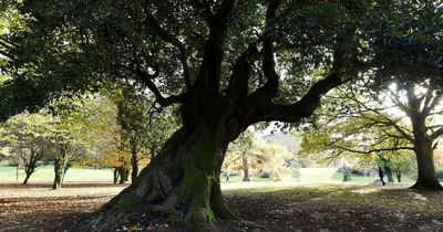 '300-year-old' Co Down oak that inspired Narnia shortlisted for Tree of the Year 2022