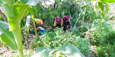 The right to food: activism and litigation are shifting the dial in South Africa