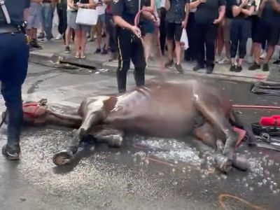 Collapsed horse in NYC reignites calls for carriage ban
