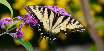 Butterfly decoys trick predators into attacking them in conservation study