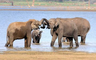 Mitigating human-elephant conflict key challenge this World Elephant Day