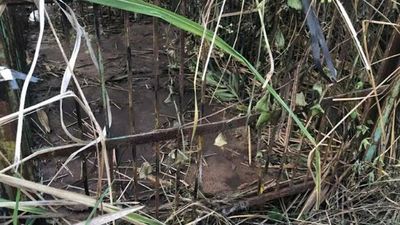 Uttarakhand: Panic grips Kashipur after leopard breaks out of cage