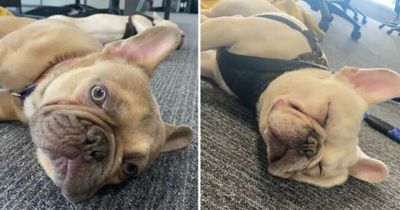 Puppies found inside abandoned parked car during 'extreme heat' weather warning