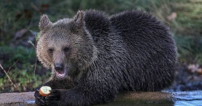 Bear high on hallucinogenic 'mad honey' rescued in Turkey