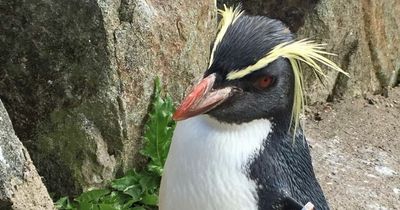 Edinburgh Zoo's oldest penguin dies after fox breaks into enclosure during the night